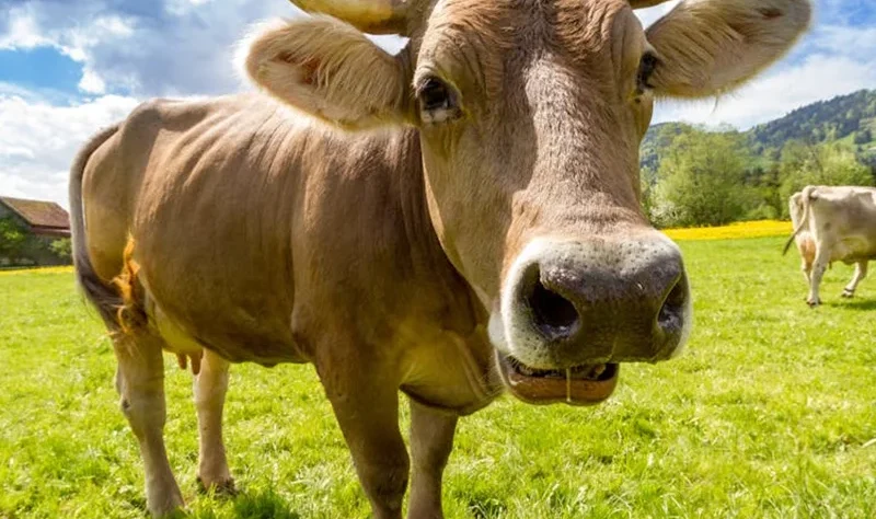 Wendell Berry said it best when he said that “eating is an agricultural act.” Our mission is to change the food system by providing a healthy, fresh alternative to industrial food.